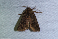Aseptis binotata