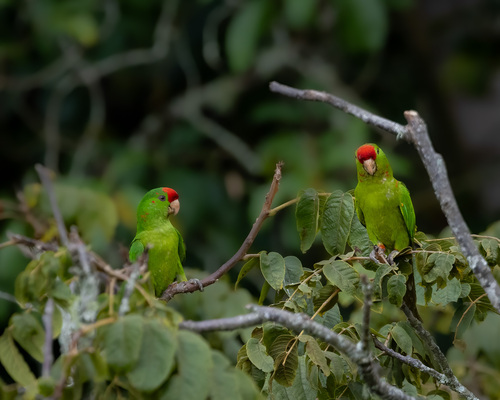 Scarlet-fronted Parakeet