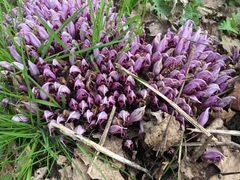 Lathraea clandestina