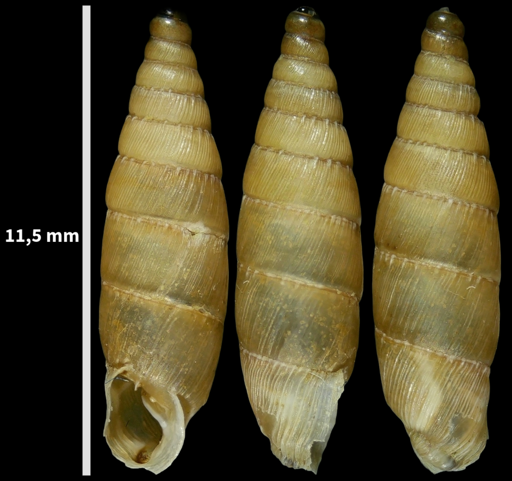 Papillifera solida