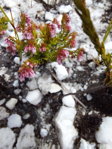 Image of Squeezy Heath (Erica extrusa) by (c) linkie, some rights reserved (CC BY)
