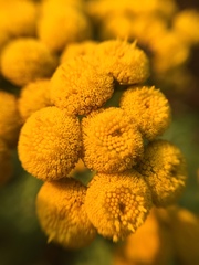 Tanacetum vulgare