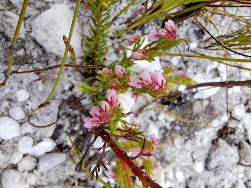 Image of Squeezy Heath (Erica extrusa) by (c) linkie, some rights reserved (CC BY)