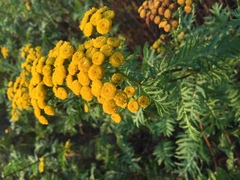 Tanacetum vulgare