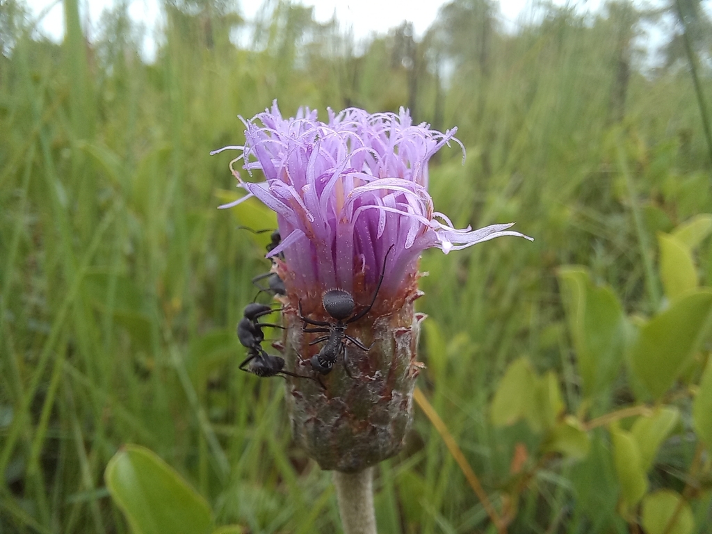 Vernonella luembensis