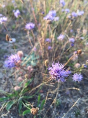 Jasione montana