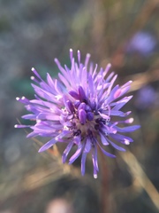 Jasione montana