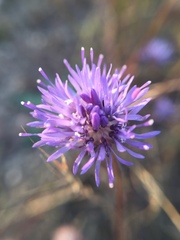 Jasione montana