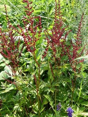 Astilbe