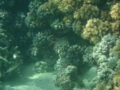 Myripristis violacea