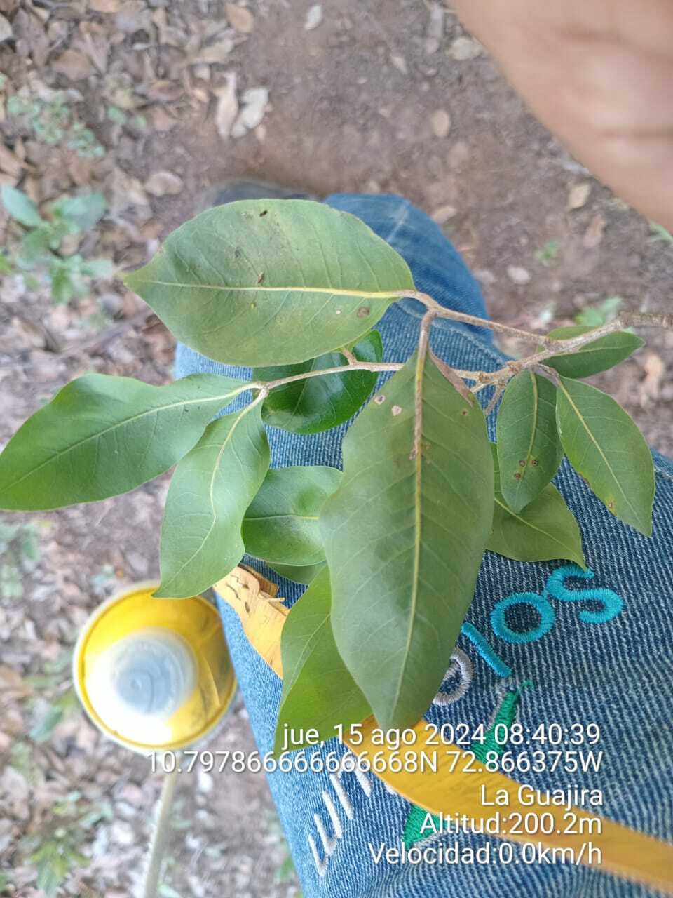 Imagem de Olho-de-boi