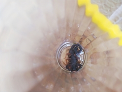 Centruroides gracilis