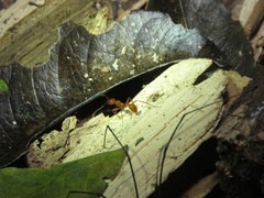 Megalomyrmex leoninus