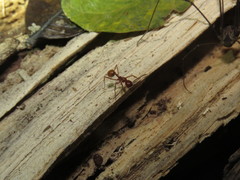 Megalomyrmex leoninus