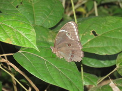 Morpho helenor theodorus