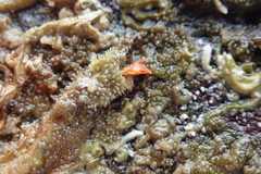 Discorsopagurus schmitti