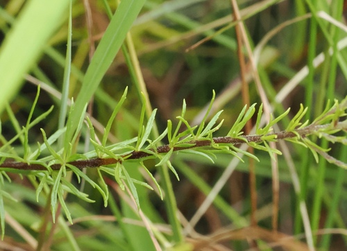 Image of Tetraselago natalensis by (c) desertnaturalist, some rights reserved (CC BY)
