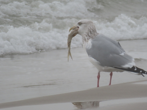 Gaviota argéntea americana (Larus smithsonianus)