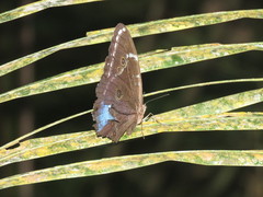 Morpho helenor theodorus