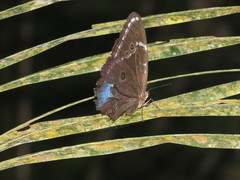 Morpho helenor theodorus