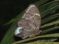 Morpho helenor theodorus