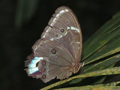 Morpho helenor theodorus