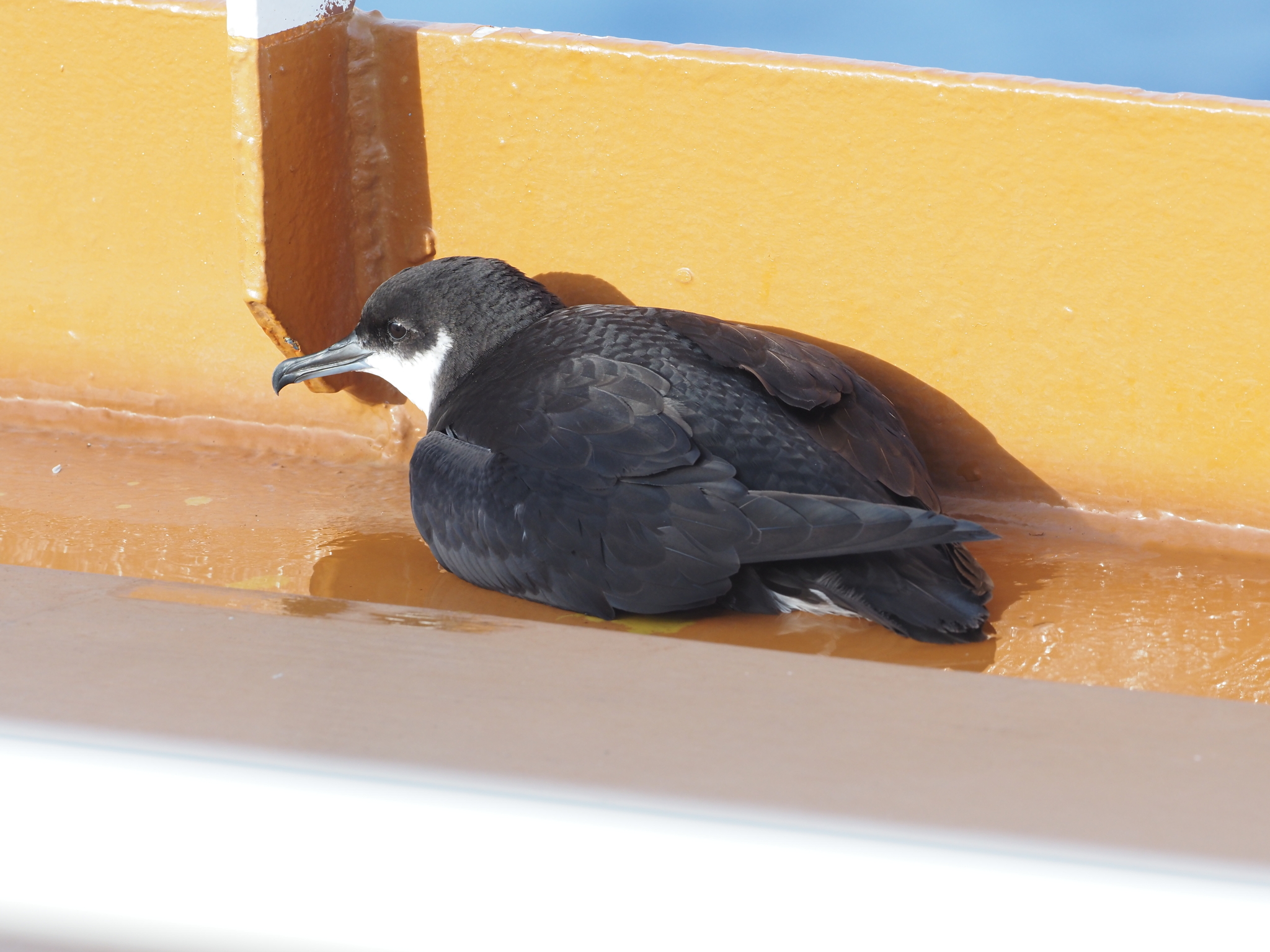 Newell's Shearwater (Puffinus newelli), photo 2