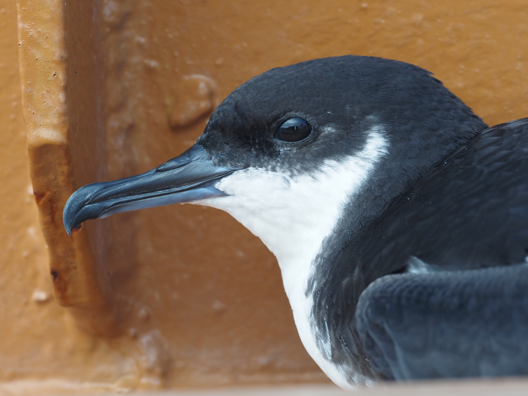 Newell's Shearwater (Puffinus newelli), photo 5