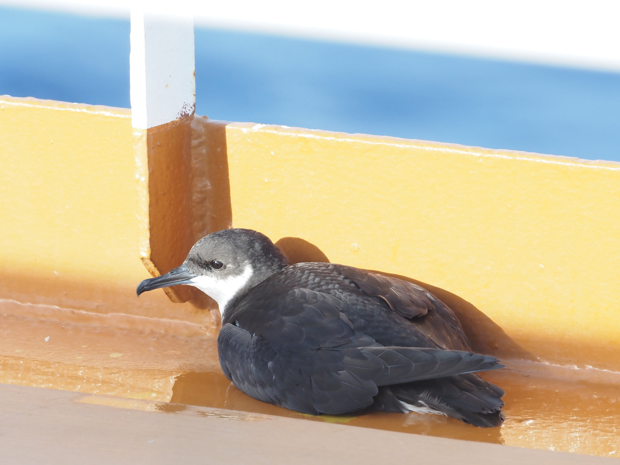 Newell's Shearwater (Puffinus newelli), photo 6
