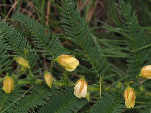 Image of Chamaecrista by (c) desertnaturalist, some rights reserved (CC BY)