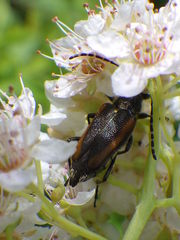 Brachyleptura brevis
