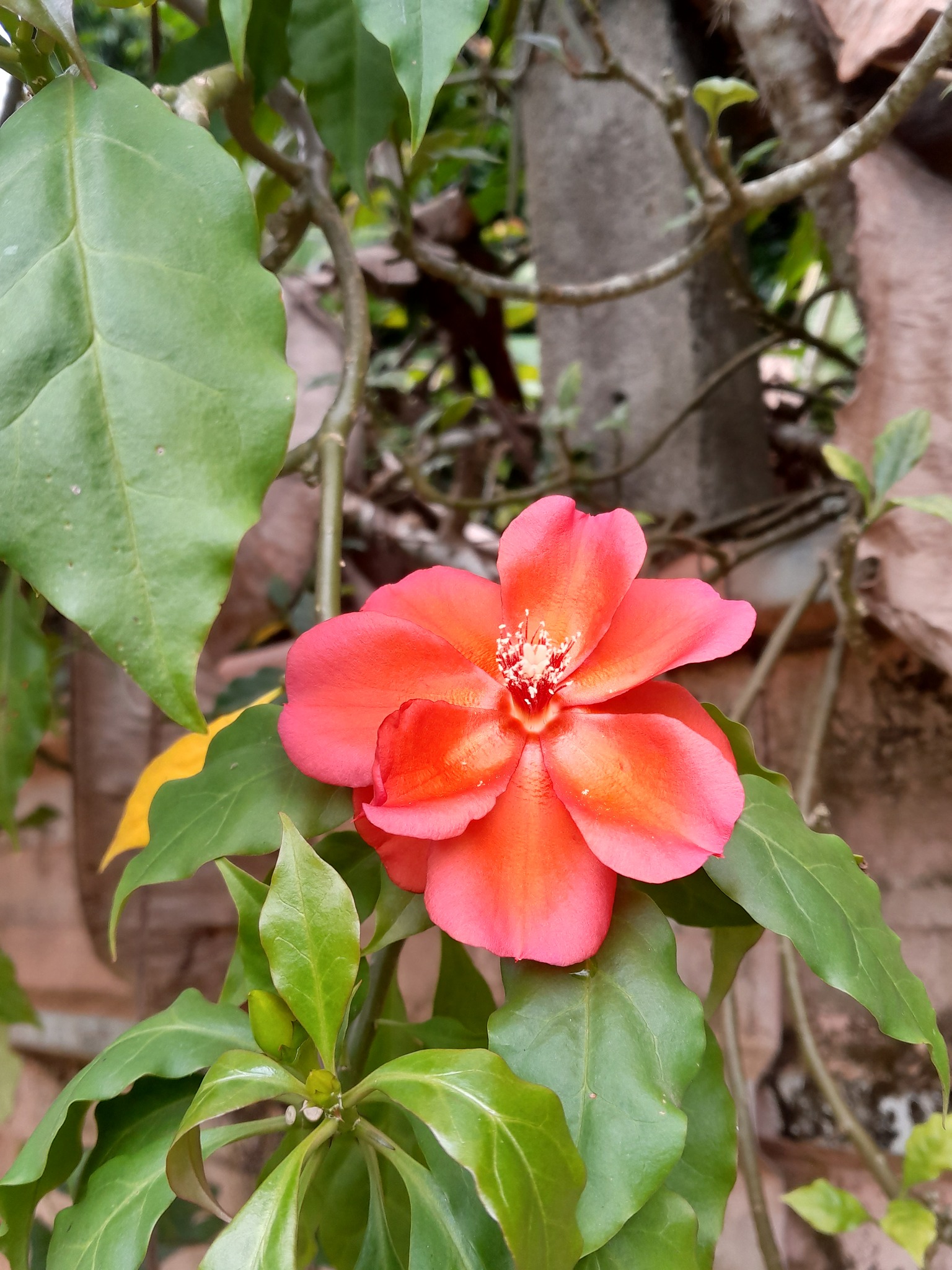 Imagem de Rosa-de-pedra