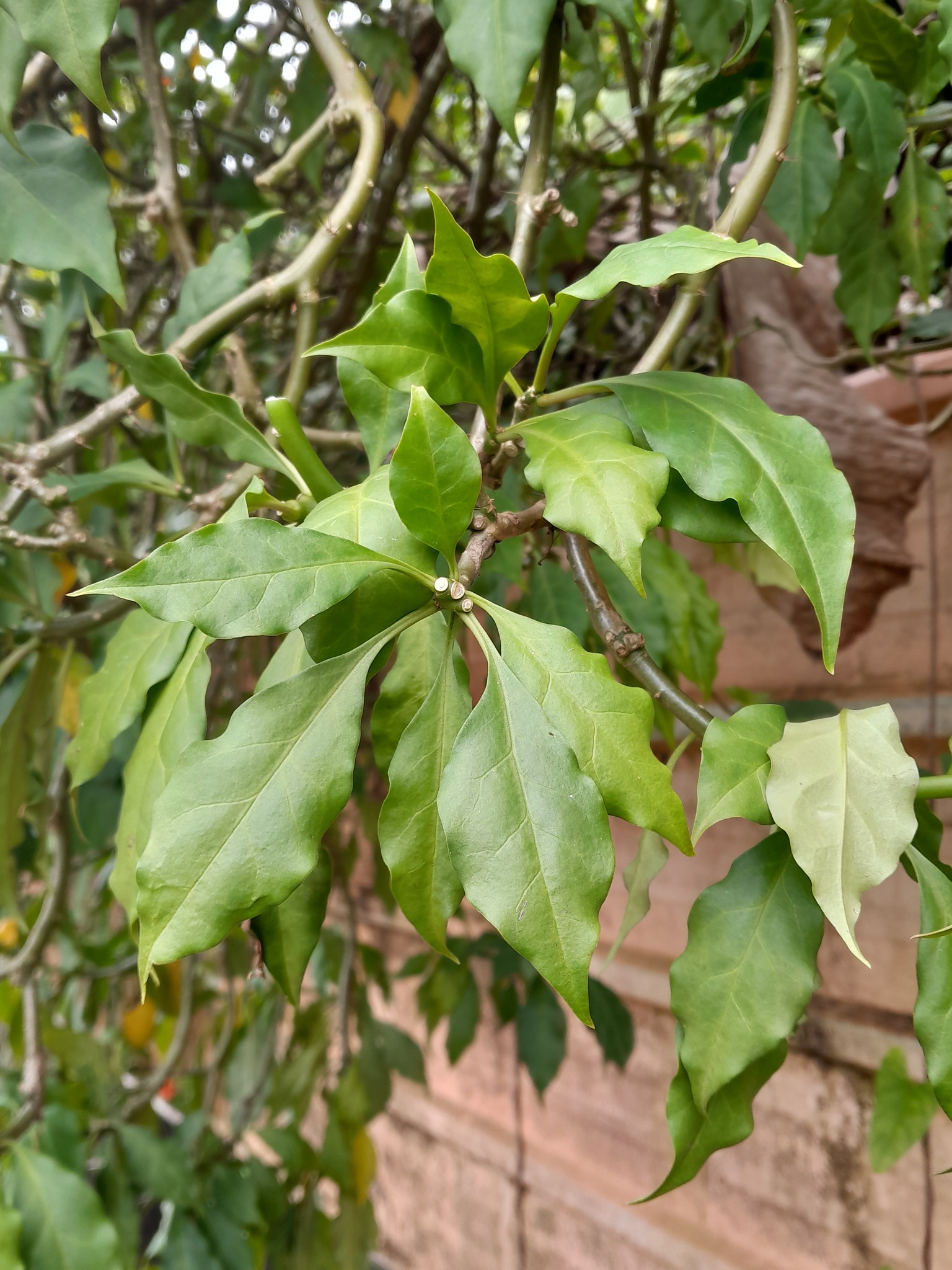 Imagem de Rosa-de-pedra