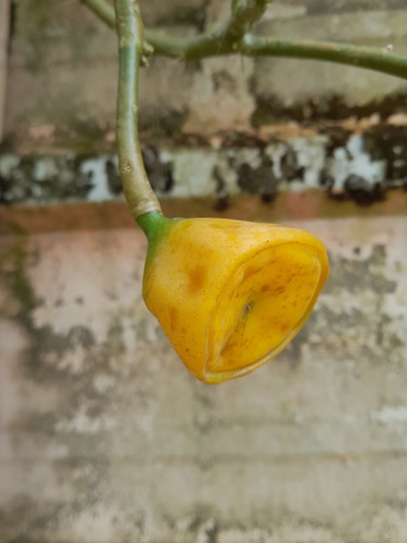 Foto de Rosa-de-pedra