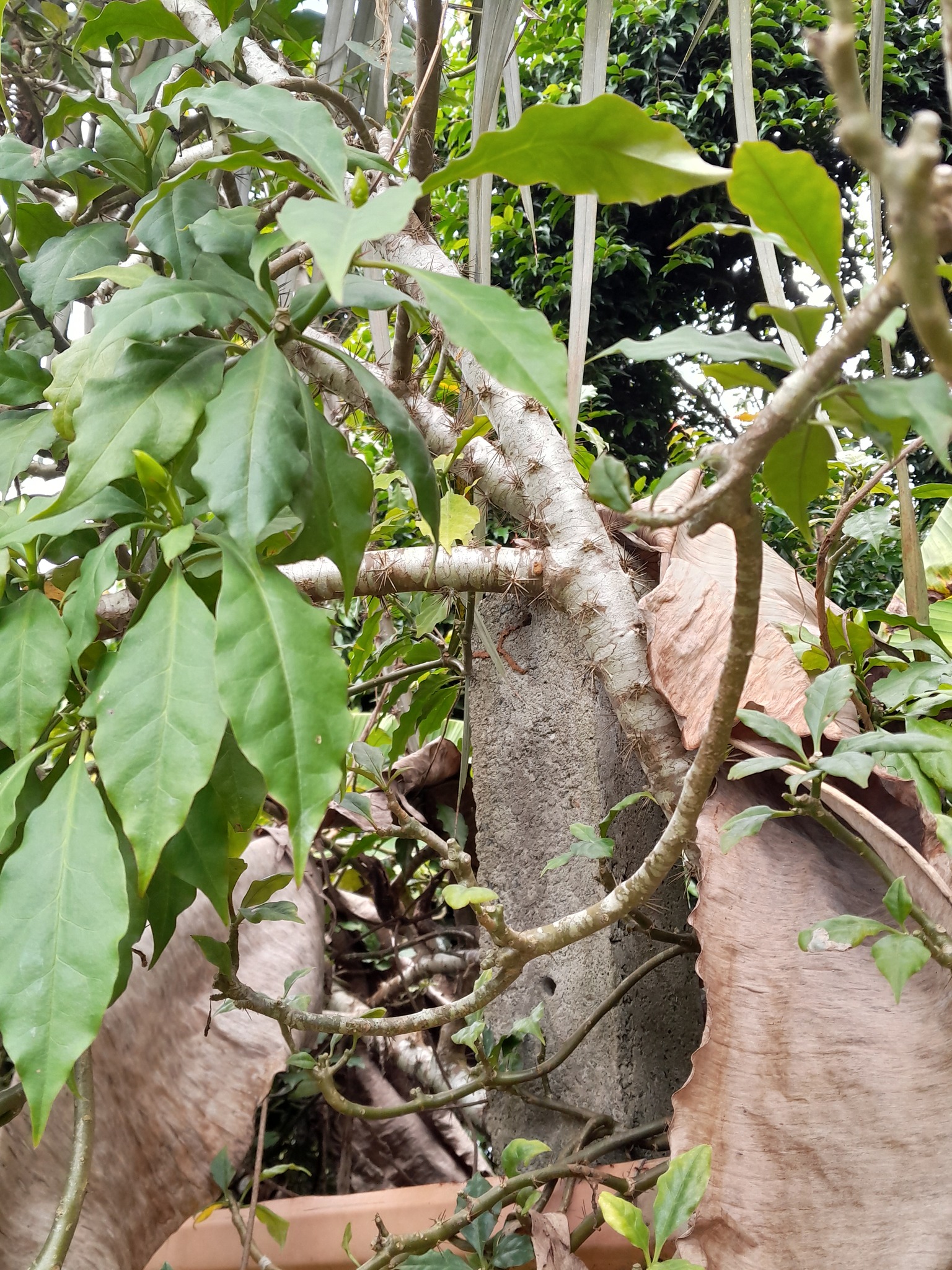 Imagem de Rosa-de-pedra