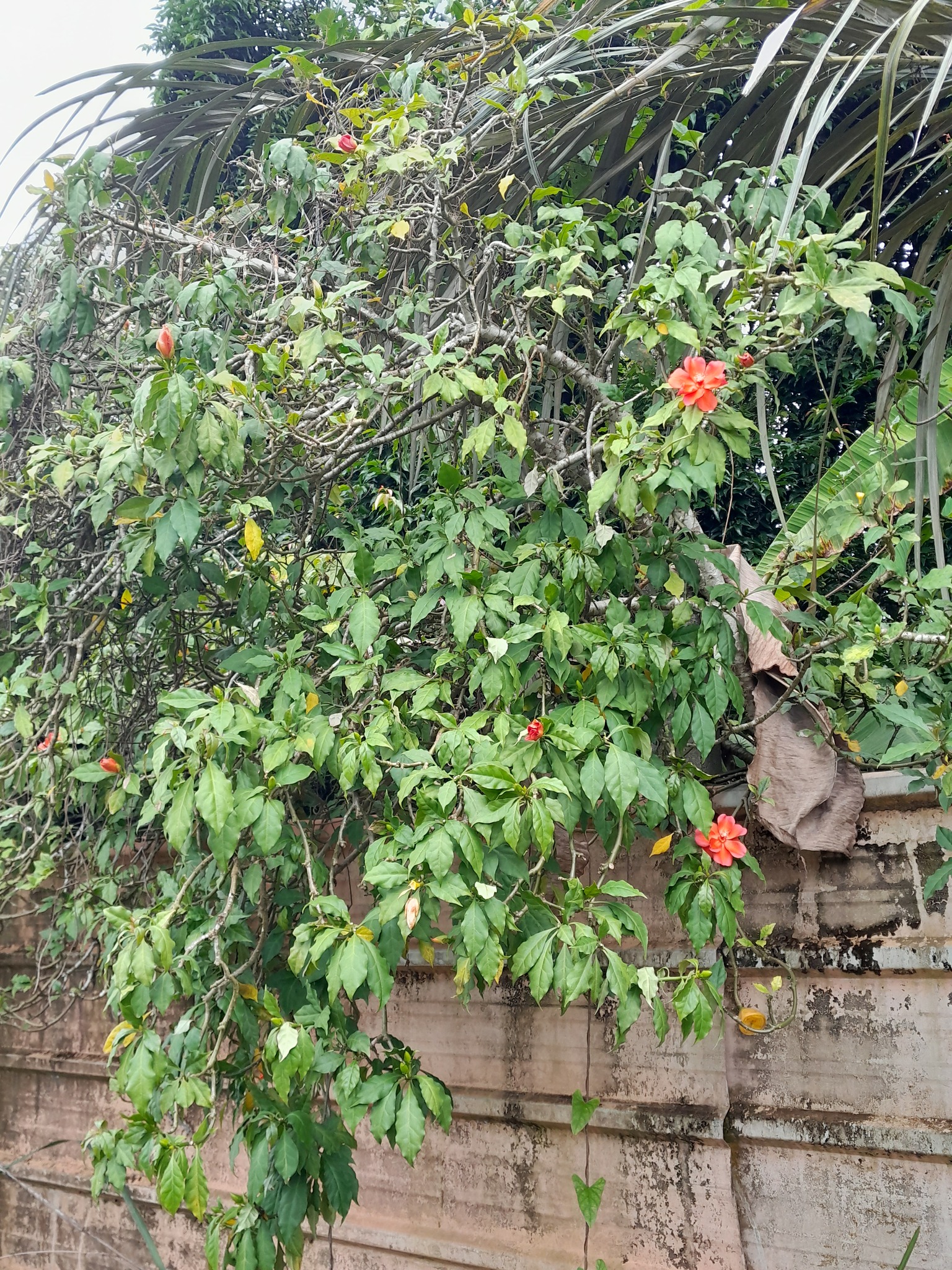 Imagem de Rosa-de-pedra