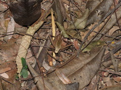 Eneoptera surinamensis