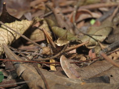 Eneoptera surinamensis