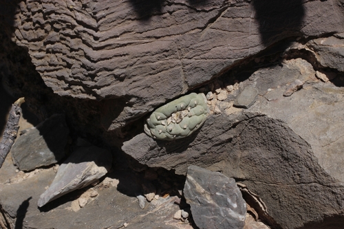 Lophophora fricii