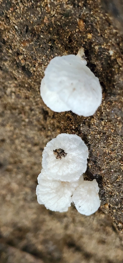 Delicatula integrella · February 2025 · photo: © bethlea_bell (iNaturalist, cc0)