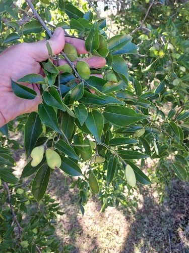 Lapachillo (Poecilanthe parviflora)