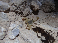 Smeringurus vachoni