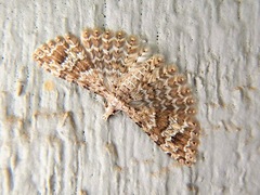 Alucita montana