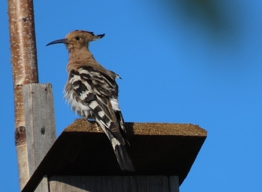 iNaturalist.org. А. Александрова, Чебоксаркий р-н Чувашия, май 2024