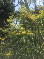 Foeniculum vulgare
