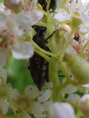 Brachyleptura brevis