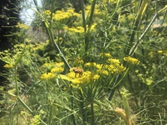 Foeniculum vulgare