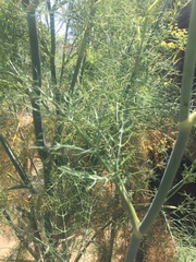 Foeniculum vulgare