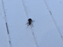 Cyphicerini