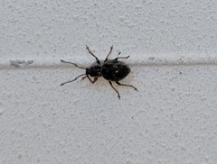 Cyphicerini